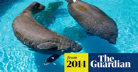 Manatees May Soon Lose Endangered Species Status After Us Review