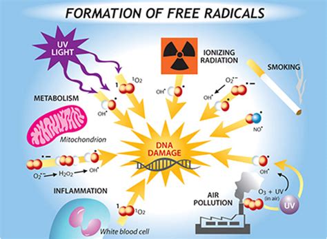 Yet, free radicals are essential to life, wanjek wrote in 2006. Free Radicals: Enemies Within. What Are They And How Are ...
