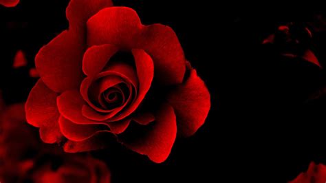 Red Rose With Black Background 42 Images
