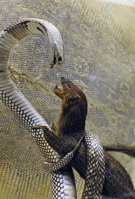 Amazing Mongoose And Snake Modren Villa Animals Wild Animals