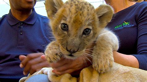 Meet Simba The Lion Cub Youtube