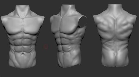 Male Chest Muscles Anatomy Anatomy And Training The Pectorals