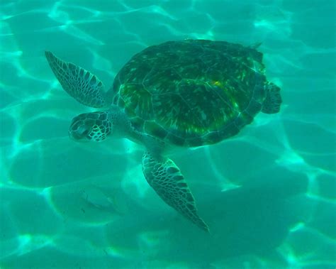 Swimming With Sea Turtles Incl Professional Pictures Pefect For