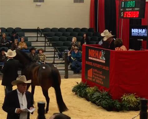 Horse Auctions The Highs And Lows Of Buying And Selling Official