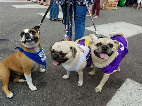 Viking Pugs With Friend Maggie Excelsior Apple Days 2016 Pugs French