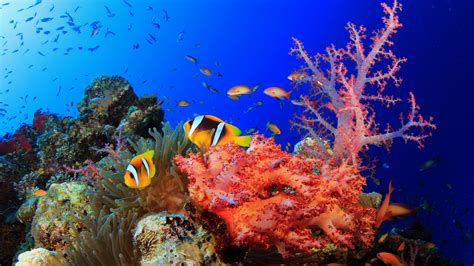 Underwater World Okean Corals Tropical Colorful Fish Hd