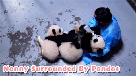 Nanny Showing Off His Baby Pandas Ipanda Youtube