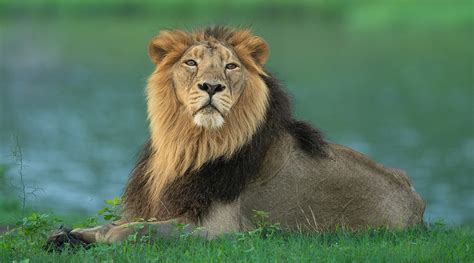 10 Things You Need To Know About Asiatic Lions Nature Infocus