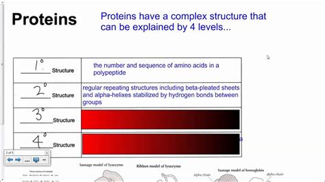 Protein Structure Hl Ib Biology Youtube