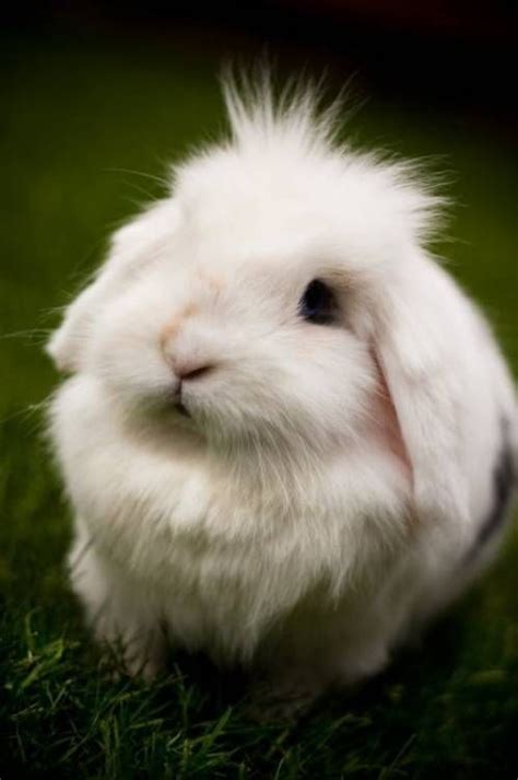 Fluffy Bunny Rabbit Bunny Rabbits Pinterest Bunny Rabbit Rabbit