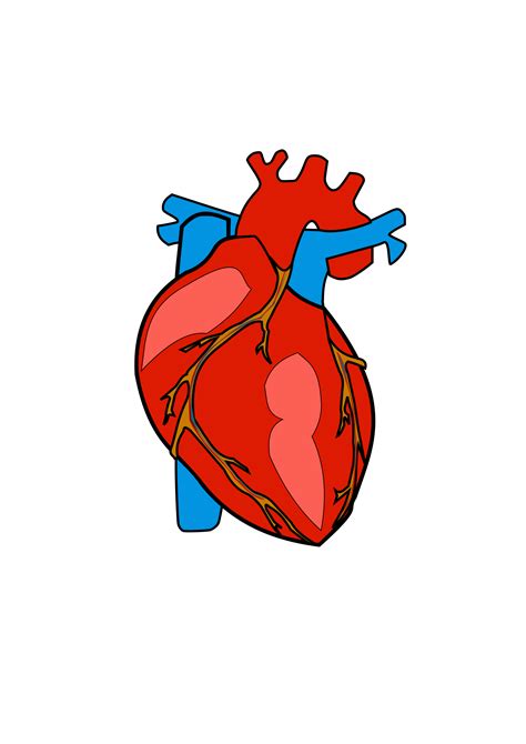 Heart Anatomy Clip Art Heart Body Cliparts Png Download 16972400