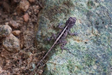 Baby Brown Anole By Levrier On Deviantart