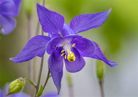 8 Poisonous Flowers In The United States Smoky Bear Ranch