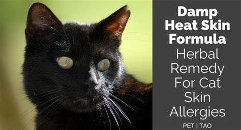 Although cats are not born allergic to food products, they can develop an adverse reaction to something in their diet, which they may however, if you want to use natural remedies, there are several options available that can help your kitty. TCVM Herbal Remedy for Skin Allergies in Cats: Damp Heat ...