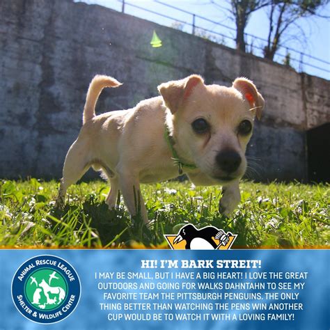 Select program adoption ambassadors good dog training working cat dolly's dream foster care grey whisker club. An adorable, adoptable, and playful puppy! What could be ...