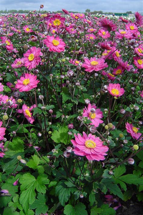 Japanese Anemone Anemone Pamina From Growing Colors