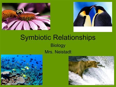 Ecology Symbiotic Relationships Ppt