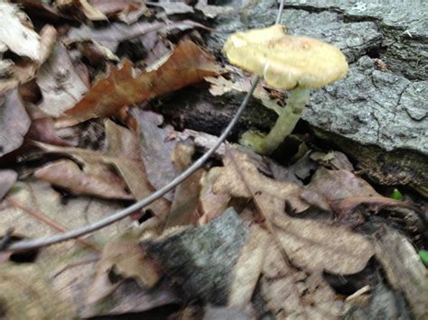 Northern Va Mushroom Id Mushroom Hunting And Identification
