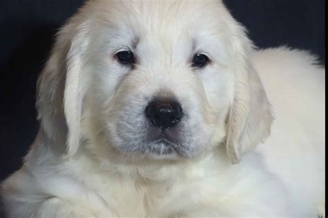 Golden retriever puppy for sale in westlake village, ca, usa. Toby Graber - Golden Retriever Puppies For Sale - Born on ...