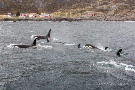 Orca News Lofoten