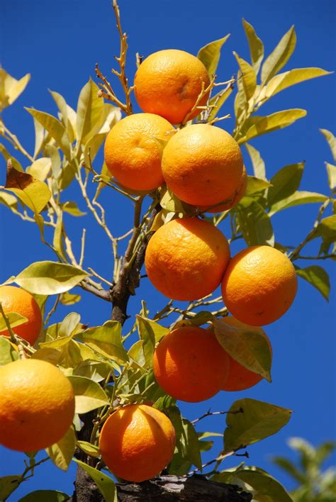Oranges On A Tree Free Photo Download Freeimages