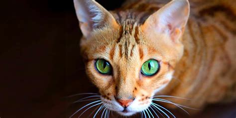 The spca of texas completes rigorous medical and behavioral testing on every animal in our care. Bengal Cat For Adoption Texas - The W Guide