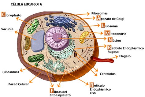 Biologia Celula Eucariota
