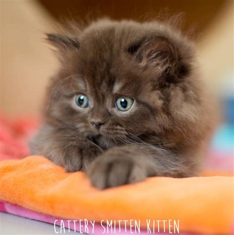 British Longhair Kitten Cattery Smitten Kitten The Netherlands