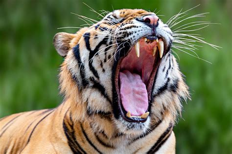 Adult Indochinese Tiger With Its Mouth Wide Open Thailand Stock Photo