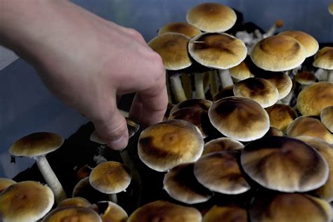 Why Magic Mushrooms Are The Next Big Legal Drug Market Observer