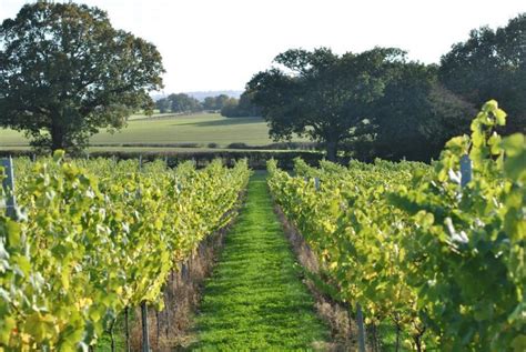 Great Wineries And Vineyards To Visit In Kent And East Sussex