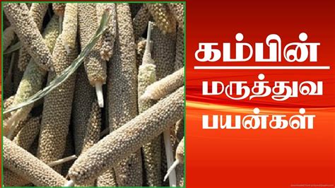 If you are about to travel to tamil nadu, this is exactly what you are looking for! kambu benefits in tamil | Millet health benefits | கம்பின் ...