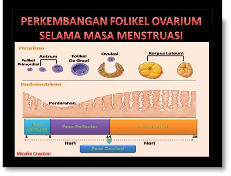 Experianza Doctor Sistem Reproduksi Manusia Part