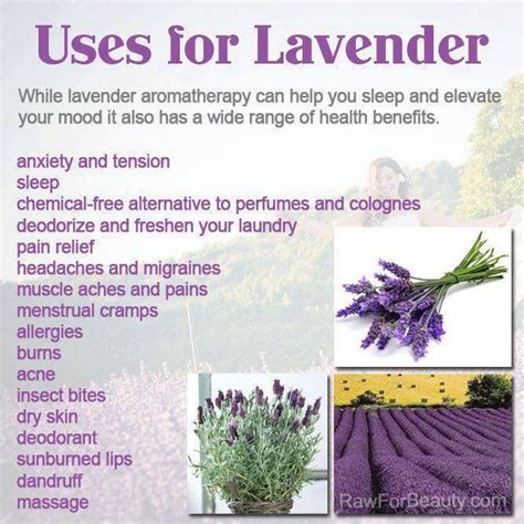 Lavender Uses Lavender Benefits Lavender Raw For Beauty
