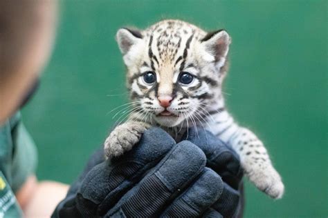Rare Ocelot Kitten Born At Audubon Zoo Wgno