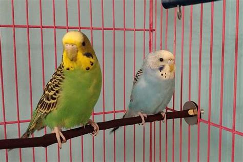 2 Parakeets Including Cage Etc