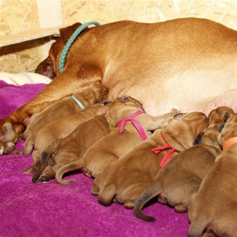 Jan 20, 2017 · one of the most important aspects that we must care for when or our dog is pregnant is her feeding. How to Care for a Pregnant Dog | Greenfield Puppies