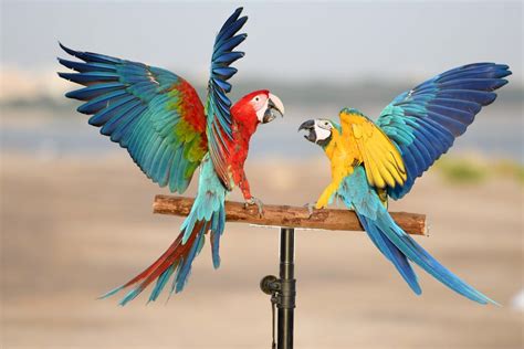 Mideast In Pictures Colorful Parrots Seen In Kuwaits Bird Training