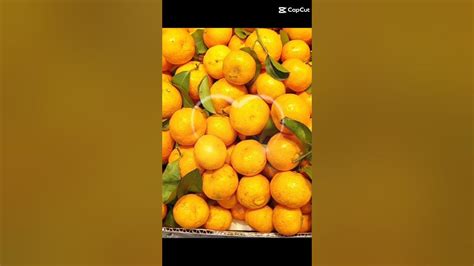 Small Oranges Youtube