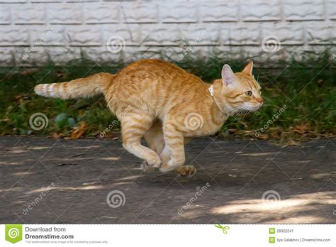 Red Cat In The Jump Stock Image Image Of Animal Running 28322241