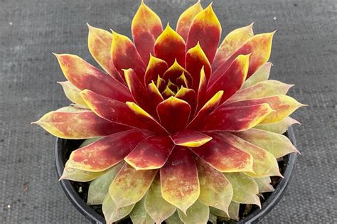 Sempervivum Chick Charms Giant Gold Mine Hens And Chicks