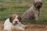 I breed a litter of puppies. Lagotto Romagnolo Puppies for Sale from Reputable Dog Breeders