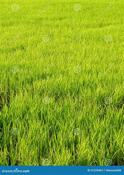 Rice Tree Stock Image Image Of Tree Foliage Green 57229453