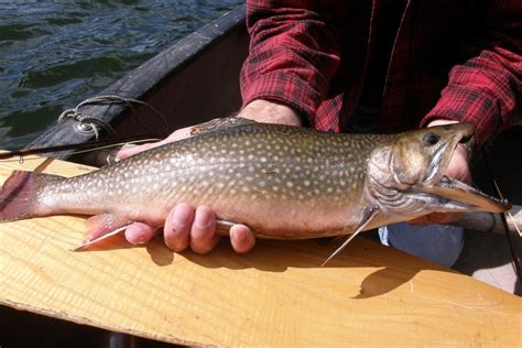 Freshwater Fishing In Southern Maine All About Fishing