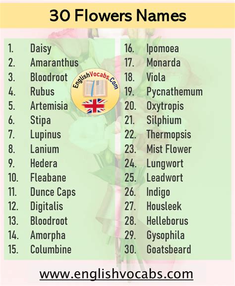 30 Flowers Name List In English English Vocabs