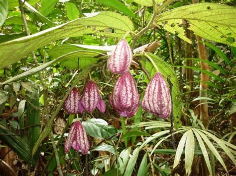 An Amazing Discovery A New Plant Species In Singapore