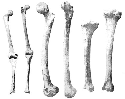 Filepsm V44 D639 Showing Leg Bonespng