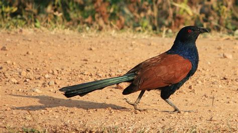 Bird Like A Crow Brown Black Colour Greater Coucal Domestic