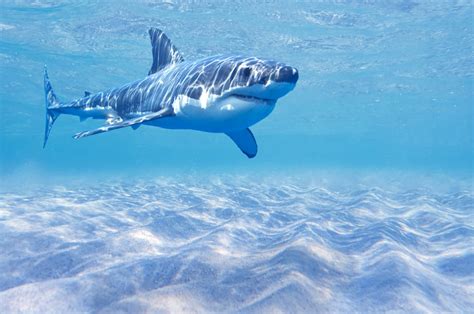 20 Sea Creatures More Dangerous Than Sharks Best Life