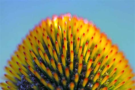 Can't wait to see the new green ones. Guide to Growing Echinacea or Coneflower | Gardener's Path